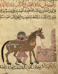 Soins du cheval, illustration du 